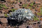 Helichrysum citrispinum. Цветущее растение. Эфиопия, провинция Бале, аураджа Фасиль, национальный парк \"Горы Бале\", плато Санети, высота 4100 м н.у.м. 28.12.2014.