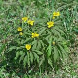 Anemone ranunculoides. Цветущие растения. Республика Татарстан, Волжско-Камский заповедник. 03.05.2009.