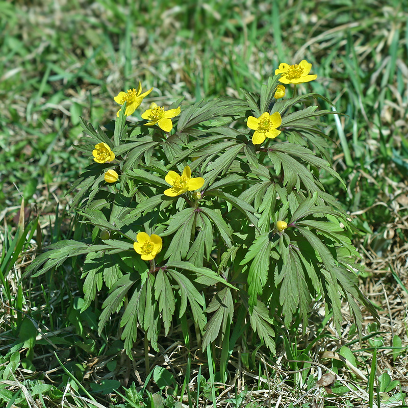 Изображение особи Anemone ranunculoides.