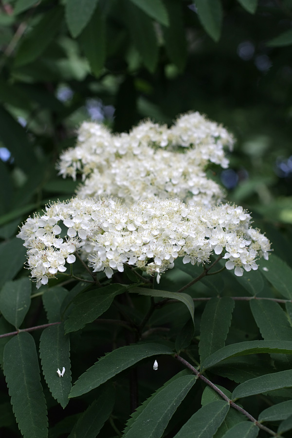 Image of Sorbus aucuparia specimen.