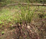 Athyrium filix-femina. Растение с разворачивающимися вайями. Тверская обл., Весьегонский р-н, сосновый бор, поляна возле лесной дороги. 21 мая 2022 г.