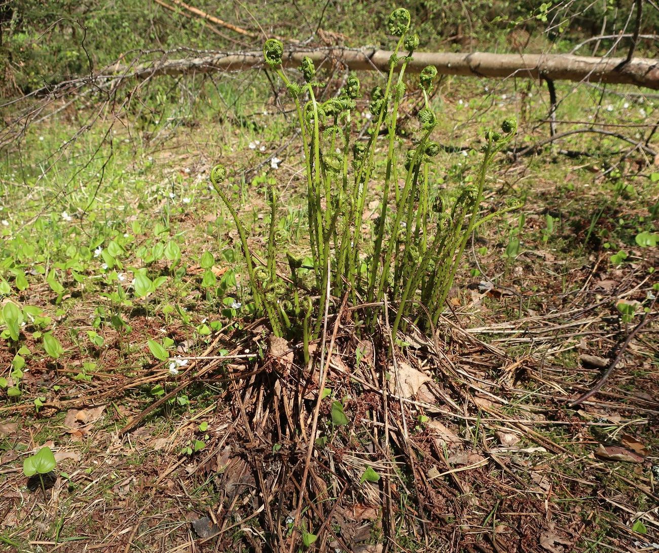 Image of Athyrium filix-femina specimen.