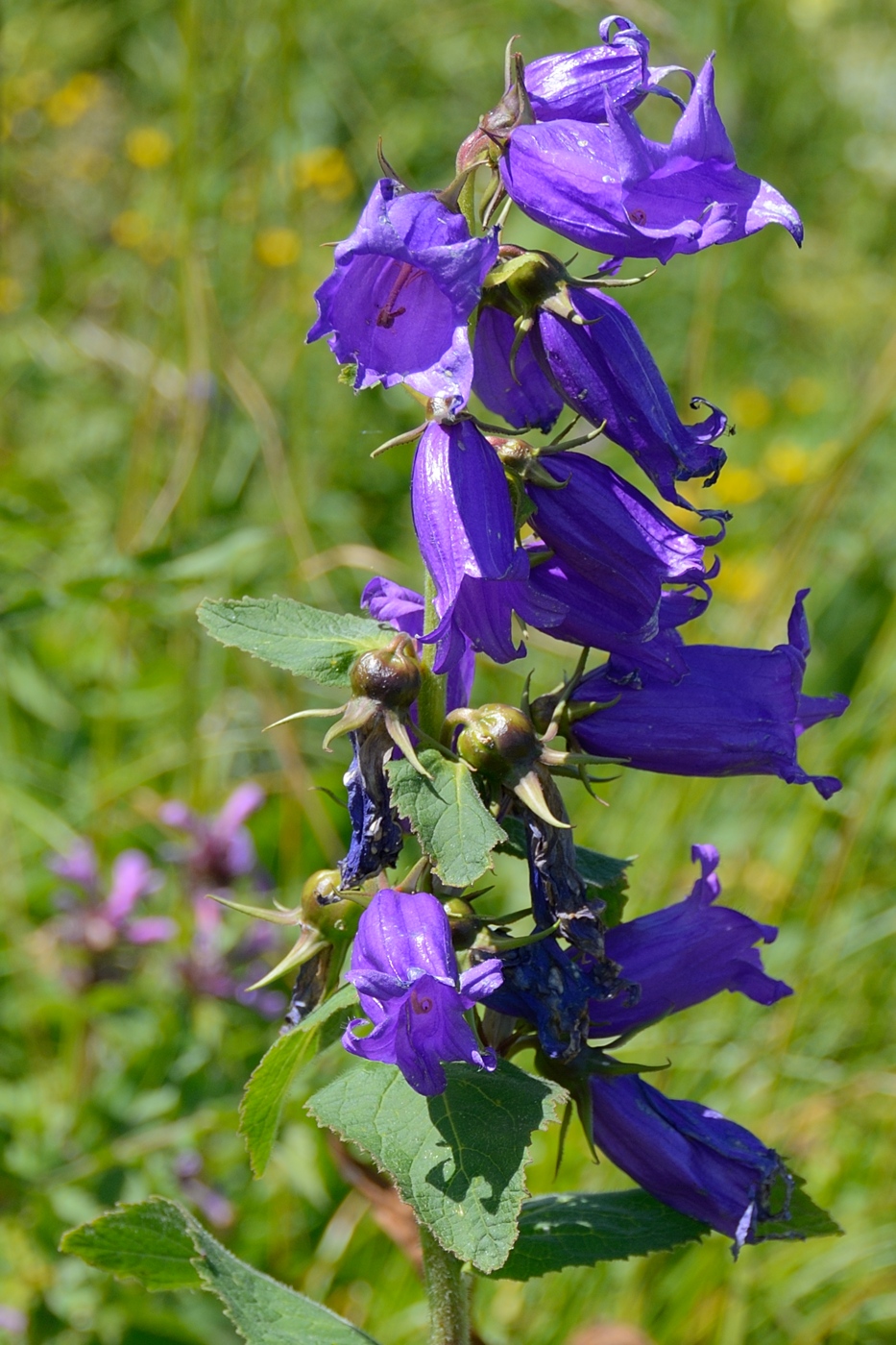 Image of Campanula latifolia specimen.