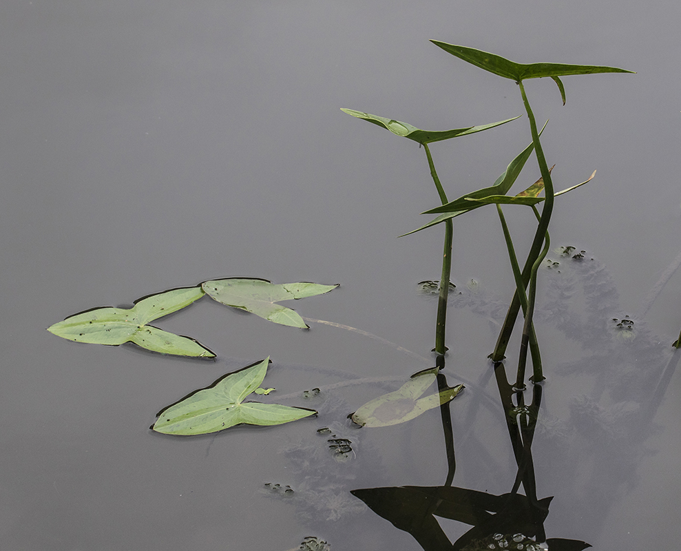 Изображение особи Sagittaria sagittifolia.