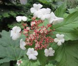 Viburnum sargentii