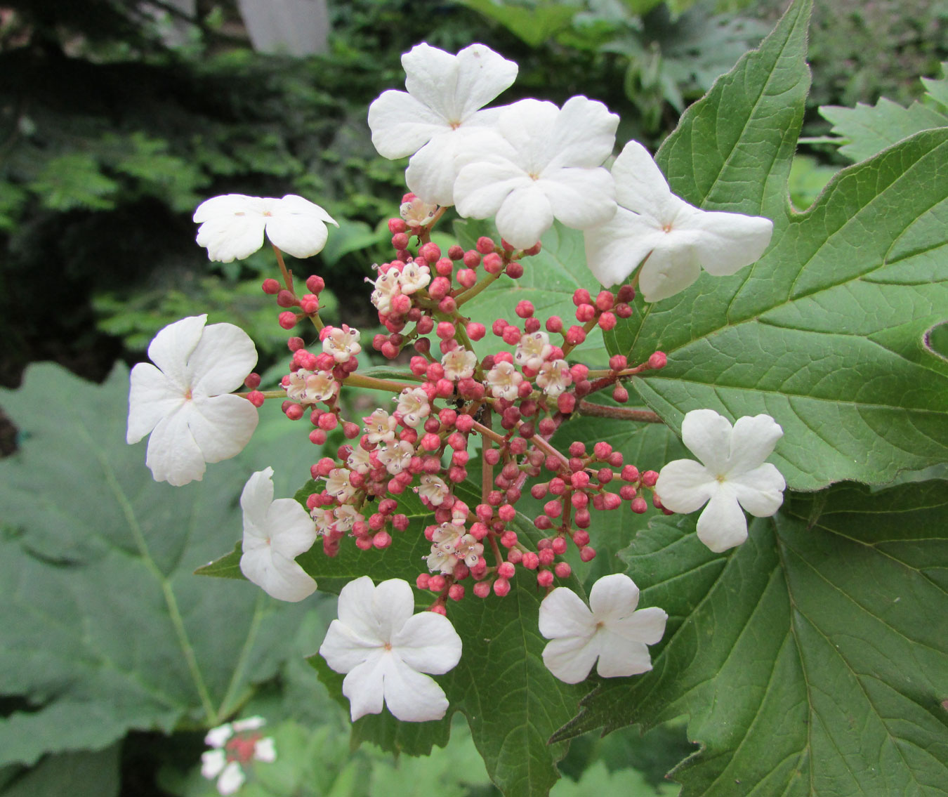 Изображение особи Viburnum sargentii.