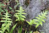 familia Polypodiaceae. Вайи. Бутан, дзонгхаг Монгар, национальный парк \"Phrumsengla\". 05.05.2019.