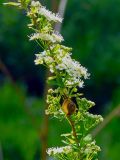 Spiraea crenata