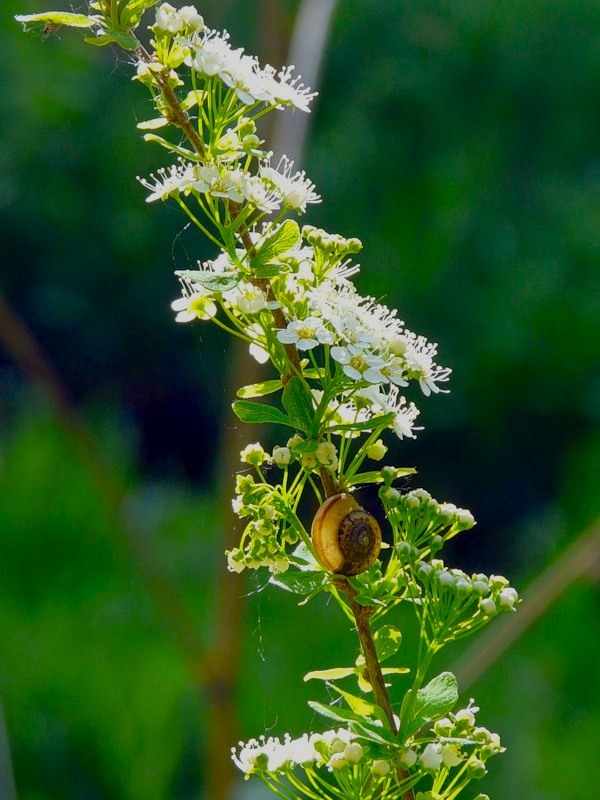 Изображение особи Spiraea crenata.