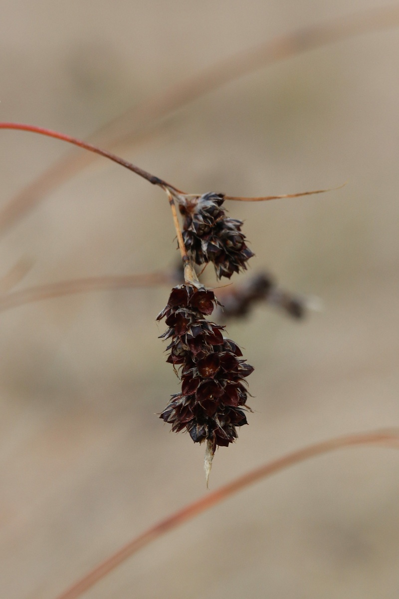 Изображение особи Luzula spicata.