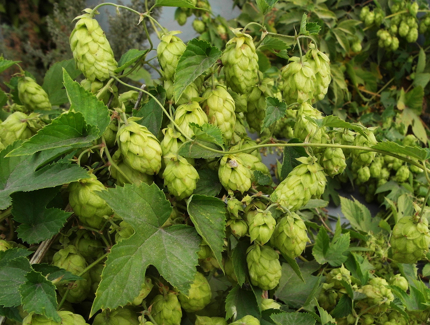 Изображение особи Humulus lupulus.