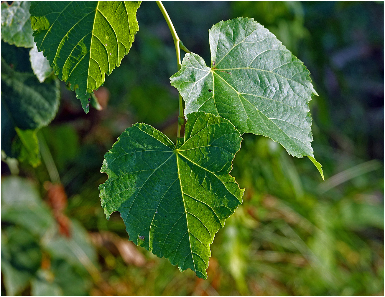 Изображение особи Tilia cordata.