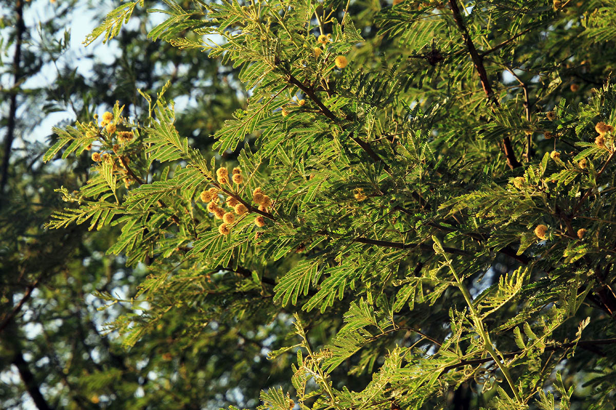 Изображение особи род Vachellia.