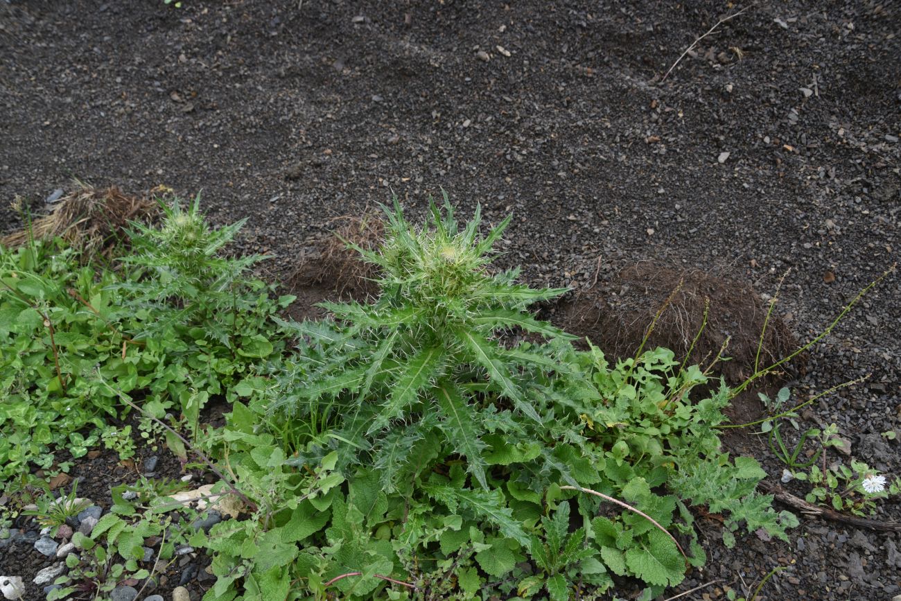 Image of genus Cirsium specimen.