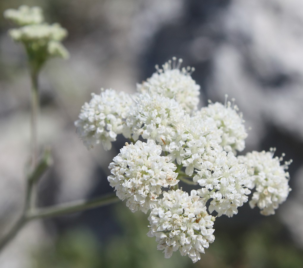 Image of Pimpinella tragium specimen.