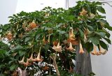 Brugmansia arborea