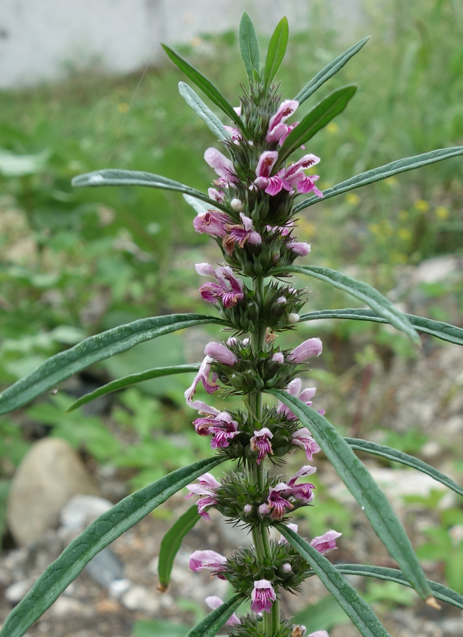 Изображение особи Leonurus japonicus.