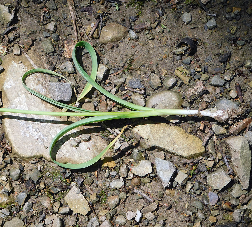 Image of Allium decipiens specimen.