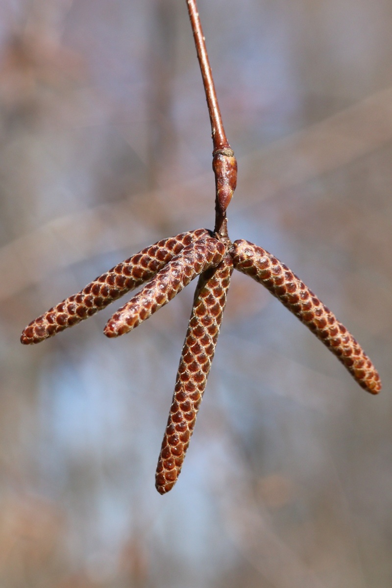 Image of Betula papyrifera specimen.