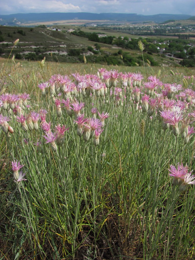 Изображение особи Jurinea stoechadifolia.