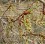 Populus longifolia