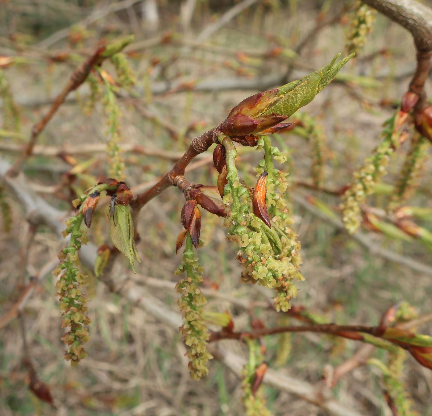 Изображение особи Populus longifolia.