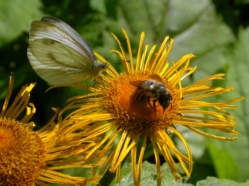 Image of Telekia speciosa specimen.