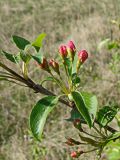 Malus baccata