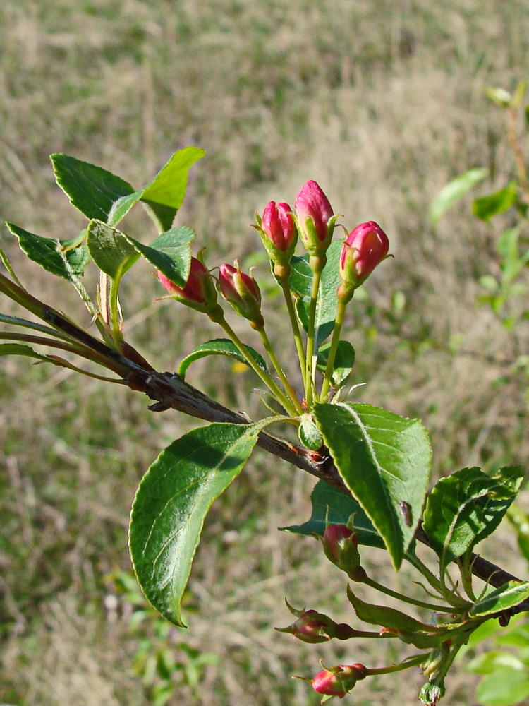 Image of Malus baccata specimen.