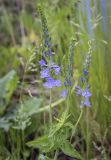 Veronica teucrium. Верхушка цветущего растения. Пермский край, Кунгурский муниципальный округ, село Моховое, станция Иренский, между железнодорожными путями. 04.06.2023.