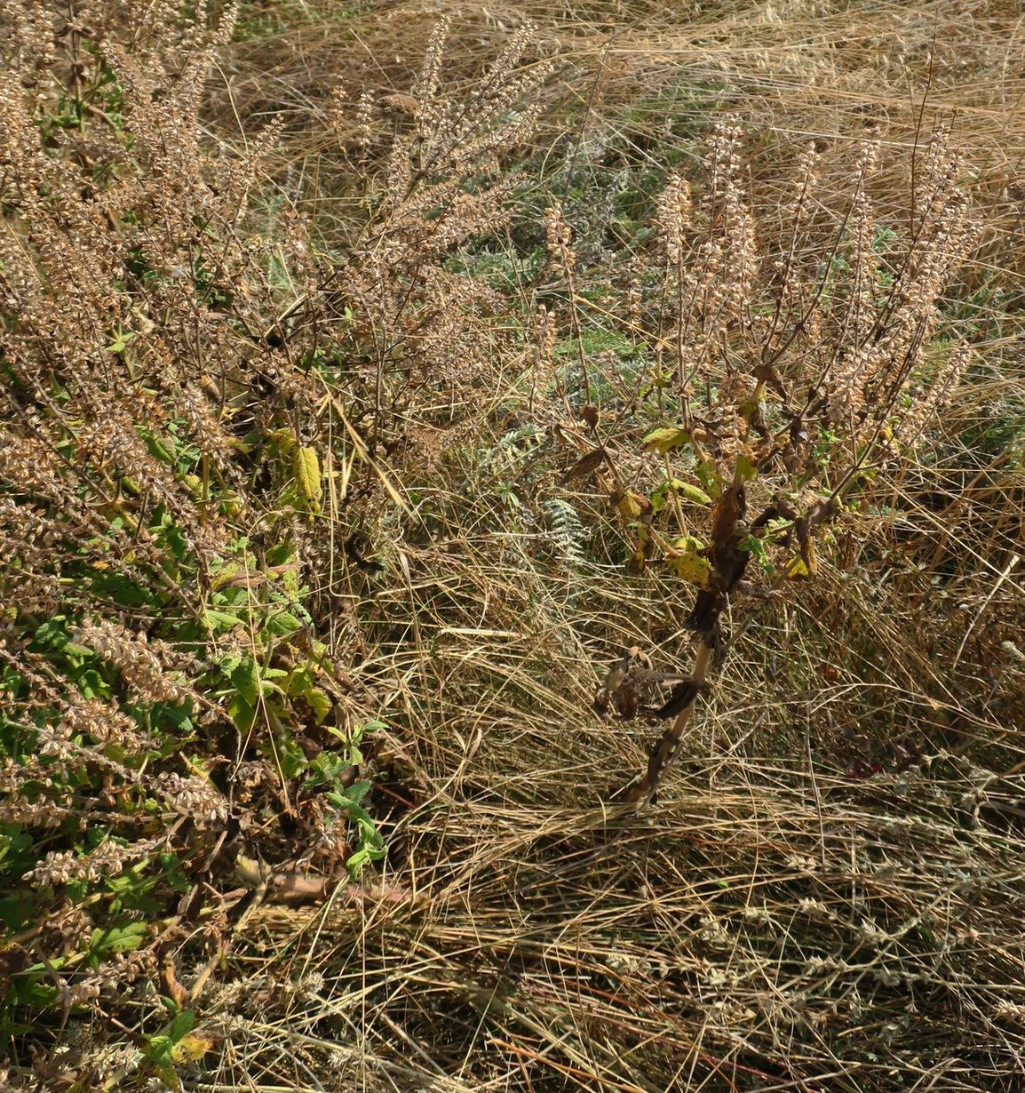 Image of Salvia virgata specimen.