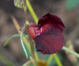 Macroptilium lathyroides. Цветок и завязавшийся плод. Чили, обл. Valparaiso, провинция Isla de Pascua, г. Hanga Roa, высокий берег океана, сообщество травянистых растений. 08.03.2023.