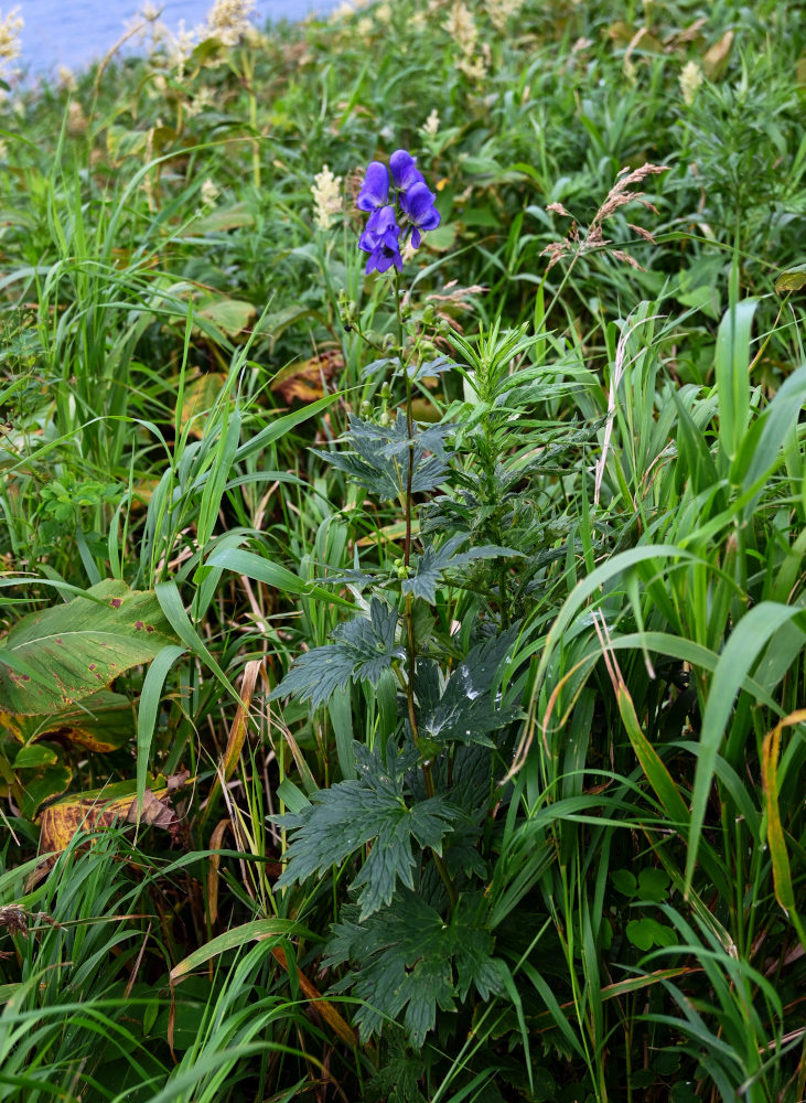 Изображение особи Aconitum sachalinense.