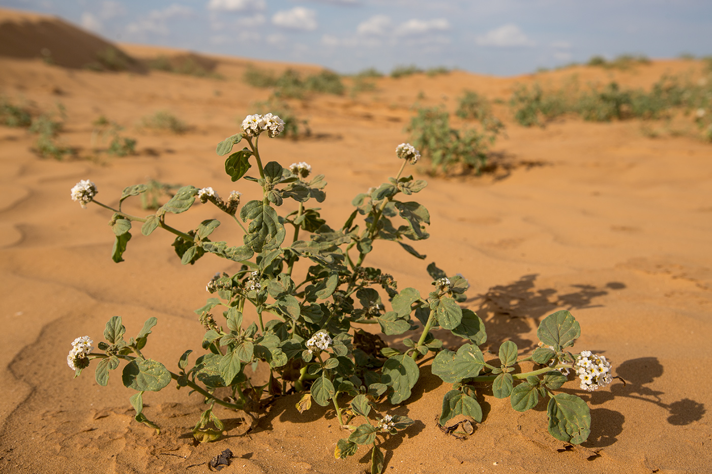 Изображение особи Heliotropium suaveolens.