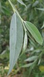 Image of taxon representative. Author is Владимир Папченков