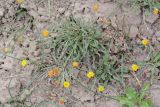 Erigeron cabulicus