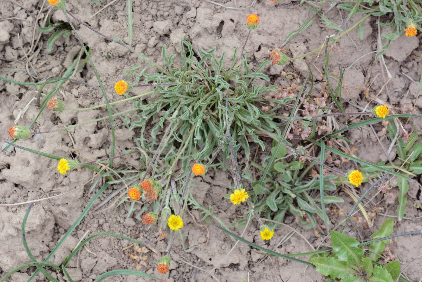 Image of Erigeron cabulicus specimen.