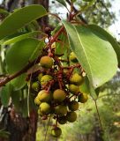 род Arbutus