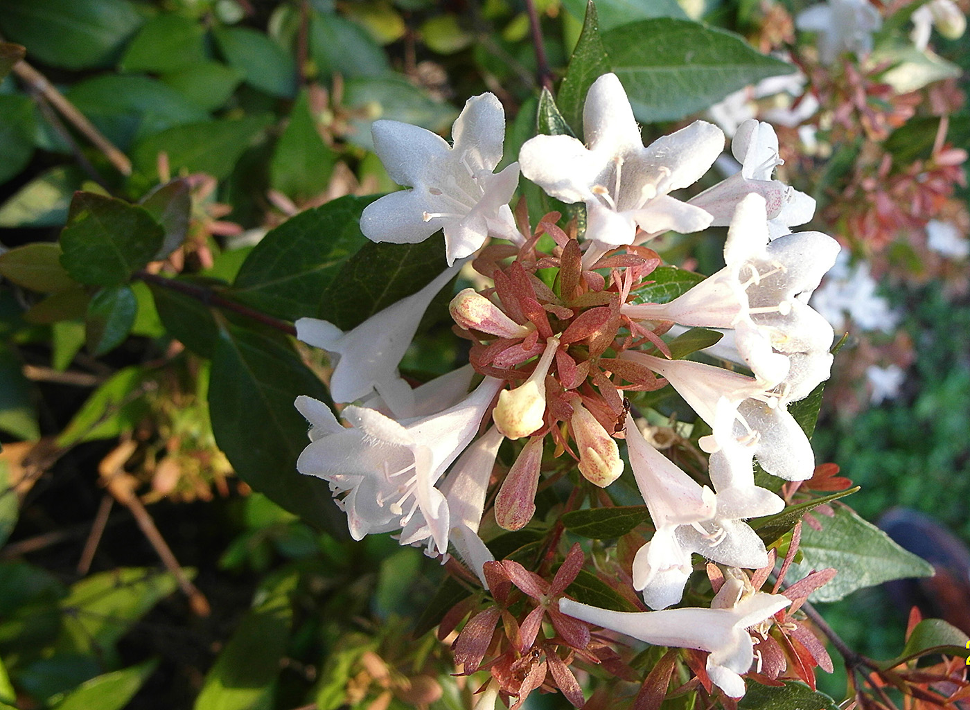 Изображение особи Abelia &times; grandiflora.