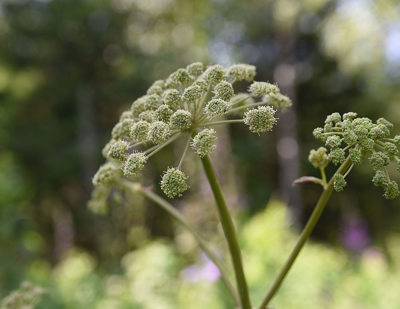 Изображение особи Angelica sylvestris.