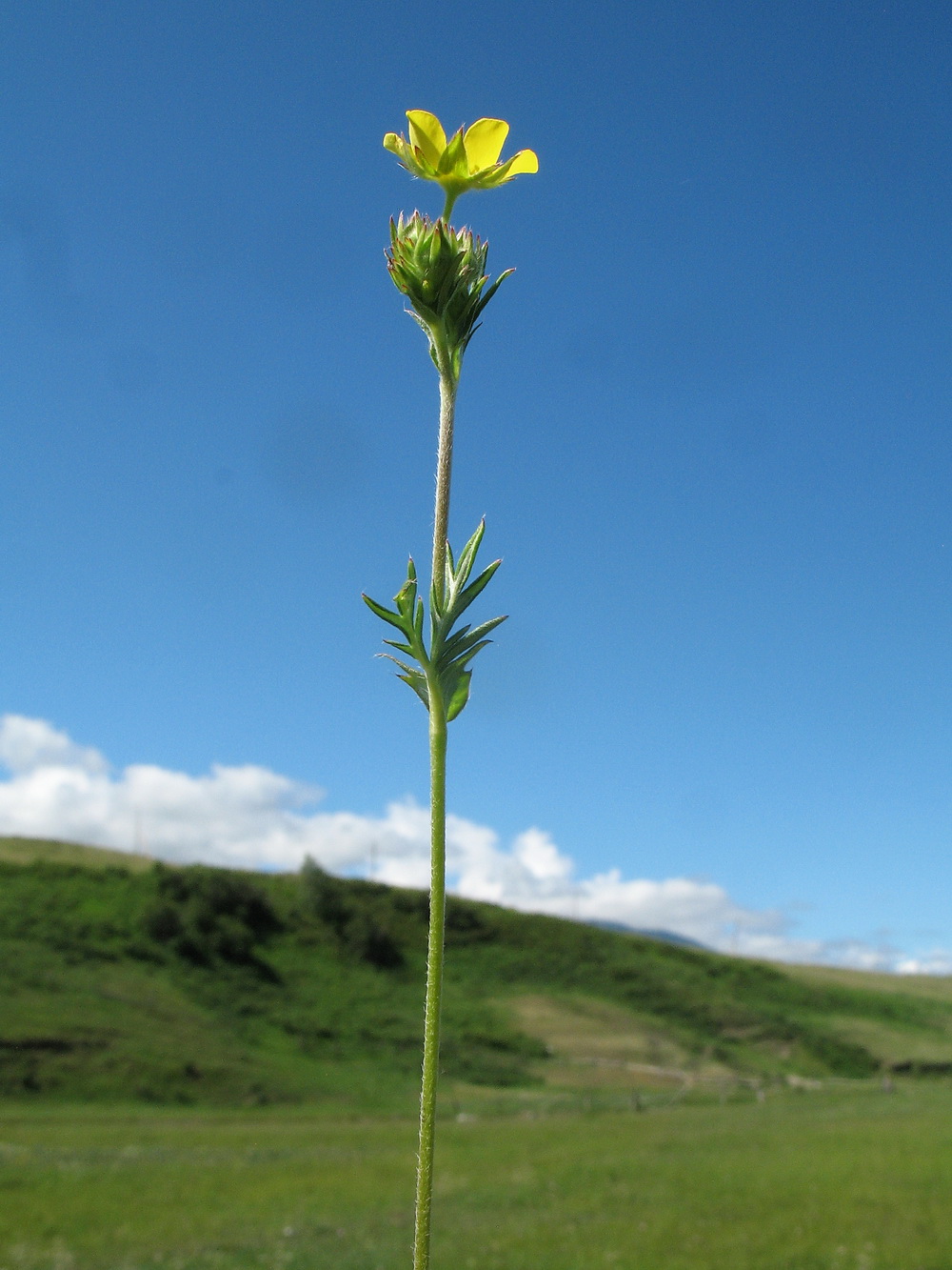 Image of Potentilla multifida specimen.