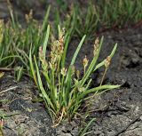 Plantago tenuiflora. Плодоносящие растения. Ульяновская обл., Новомалыклинский р-н, долина р. Бол. Авраль, остепнённый луг, вытоптанный скотом засолённый участок. 13.05.2023.