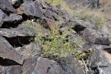 Vicia costata