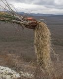 Allium psebaicum. Основания извлечённых из субстрата побегов с луковицами и корнями. Краснодарский край, м/о г. Новороссийск, гора Лысая, заброшенный мергелевый карьер, щебнистая осыпь. 07.01.2020.