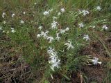 Dianthus arenarius