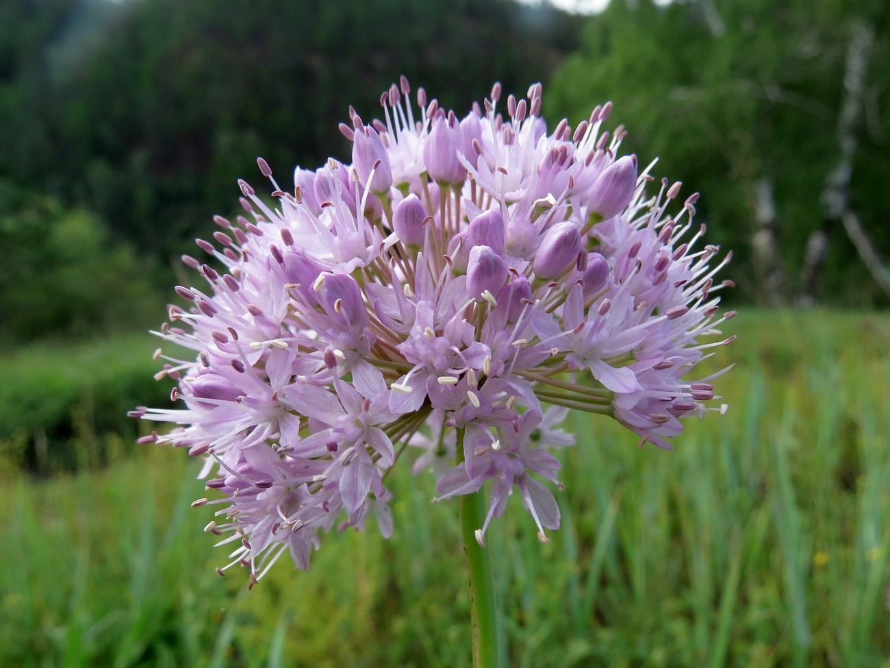 Image of Allium senescens specimen.