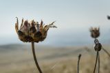 Rhaponticoides ruthenica. Верхушка сухого побега с обёрткой соплодия. Оренбургская обл., Беляевский р-н, Донской сельсовет, Долгие Горы, степной склон. 5 сентября 2023 г.