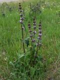 Phlomoides tuberosa. Расцветающее растение. Армения, обл. Гегаркуник, берег оз. Севан, гора Артаниш, ≈ 2200 м н.у.м., луговой склон. 23.06.2022.