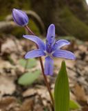 Scilla bifolia. Верхушка побега с соцветием с цветком и бутоном. Краснодарский край, Крымский р-н, окр. станицы Неберджаевская, ур. Малый Яр, буково-грабово-дубовый лес. 23.02.2024.