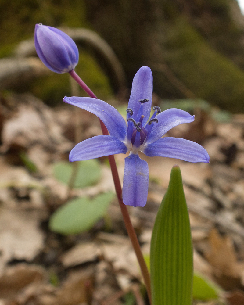 Изображение особи Scilla bifolia.